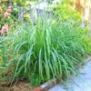 Lemon Grass Plant (Cymbopogon Citratus) -Nature Grove Shop Lemon Grass FGT 600x600 de77fb29 9e3d 400e a75c a7a0bdaddc89