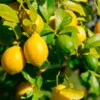 Lemon-Lime Citrus Tree 1 Lemon-Lime Citrus Tree -Nature Grove Shop Lemon Lime Tree 600x600 616fe761 01f2 42d7 99a0 86043adb6fb6
