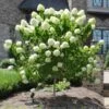 Limelight Hydrangea Tree -Nature Grove Shop Limelight Hydrangea Tree FGT 600x600 e0352a94 f738 4470 b7a5 056d2defa892