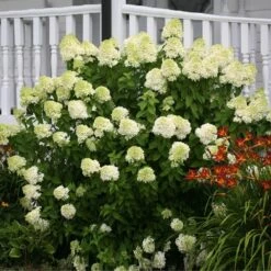 Limelight Hydrangea Shrub -Nature Grove Shop Limelight Hydrangea 1 FGT