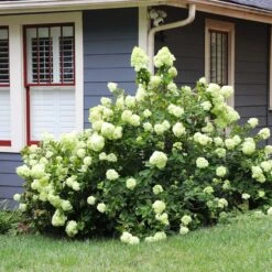 Limelight Hydrangea Shrub -Nature Grove Shop Limelight Hydrangea 4 FGT