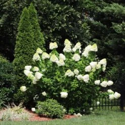 Limelight Hydrangea Shrub -Nature Grove Shop Limelight Hydrangea 5 FGT