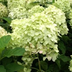 Limelight Hydrangea Tree -Nature Grove Shop Limelight Hydrangea Tree 4 FGT