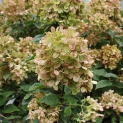 Limelight Hydrangea Tree -Nature Grove Shop Limelight Hydrangea Tree 5 FGT