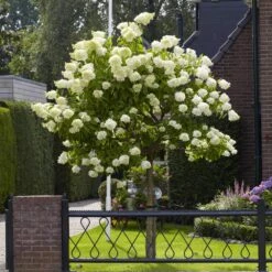 Limelight Hydrangea Tree -Nature Grove Shop Limelight Hydrangea Tree 6 FGT