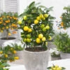Limequat Citrus Tree 1 Limequat Citrus Tree -Nature Grove Shop Limequat FGT 600x600 a92ccace c4ae 4bc6 a976 3c1e0bd252e5
