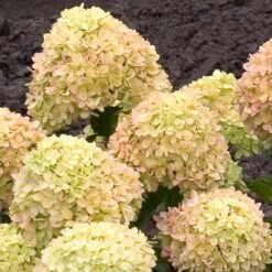 Little Lime® Hydrangea Shrub -Nature Grove Shop Little Lime Hydrangea 2 FGT