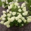 Little Lime® Hydrangea Shrub 2 Little Lime® Hydrangea Shrub -Nature Grove Shop Little Lime Hydrangea FGT 600x600 150b7ad3 a003 4a12 a633 4233f3f7f0de