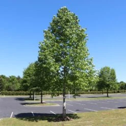 Tulip Poplar 'Little Volunteer' -Nature Grove Shop Little Volunteer Poplar 1