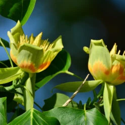 Tulip Poplar 'Little Volunteer' -Nature Grove Shop Little Volunteer Poplar 2