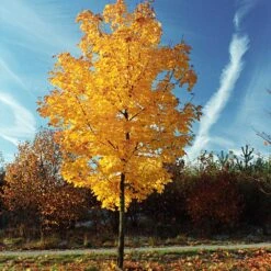 Tulip Poplar 'Little Volunteer' -Nature Grove Shop Little Volunteer Poplar 3