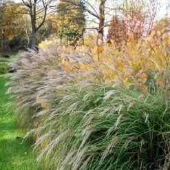 Little Kitten Maiden Grass 7 Little Kitten Maiden Grass -Nature Grove Shop Little kitten Madien Grass 1