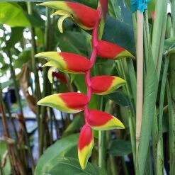 Lobster Claw Plant -Nature Grove Shop Lobster Claw 6