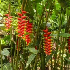 Lobster Claw Plant -Nature Grove Shop Lobster Claw 7 FGT