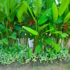 Lobster Claw Plant -Nature Grove Shop Lobster Claw 9