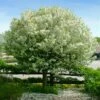 Lollipop® Crabapple Tree -Nature Grove Shop Lollipop Crabapple 600x600 d8624b65 ba63 4304 8a6a eed9f908becf