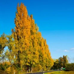 Lombardy Poplar Tree 11 Lombardy Poplar Tree -Nature Grove Shop Lombardy Poplar 5 FGT
