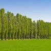 Lombardy Poplar Tree -Nature Grove Shop Lombardy Poplar FGT 600x600 a86be9b5 3891 4987 bd43 6908b309f966