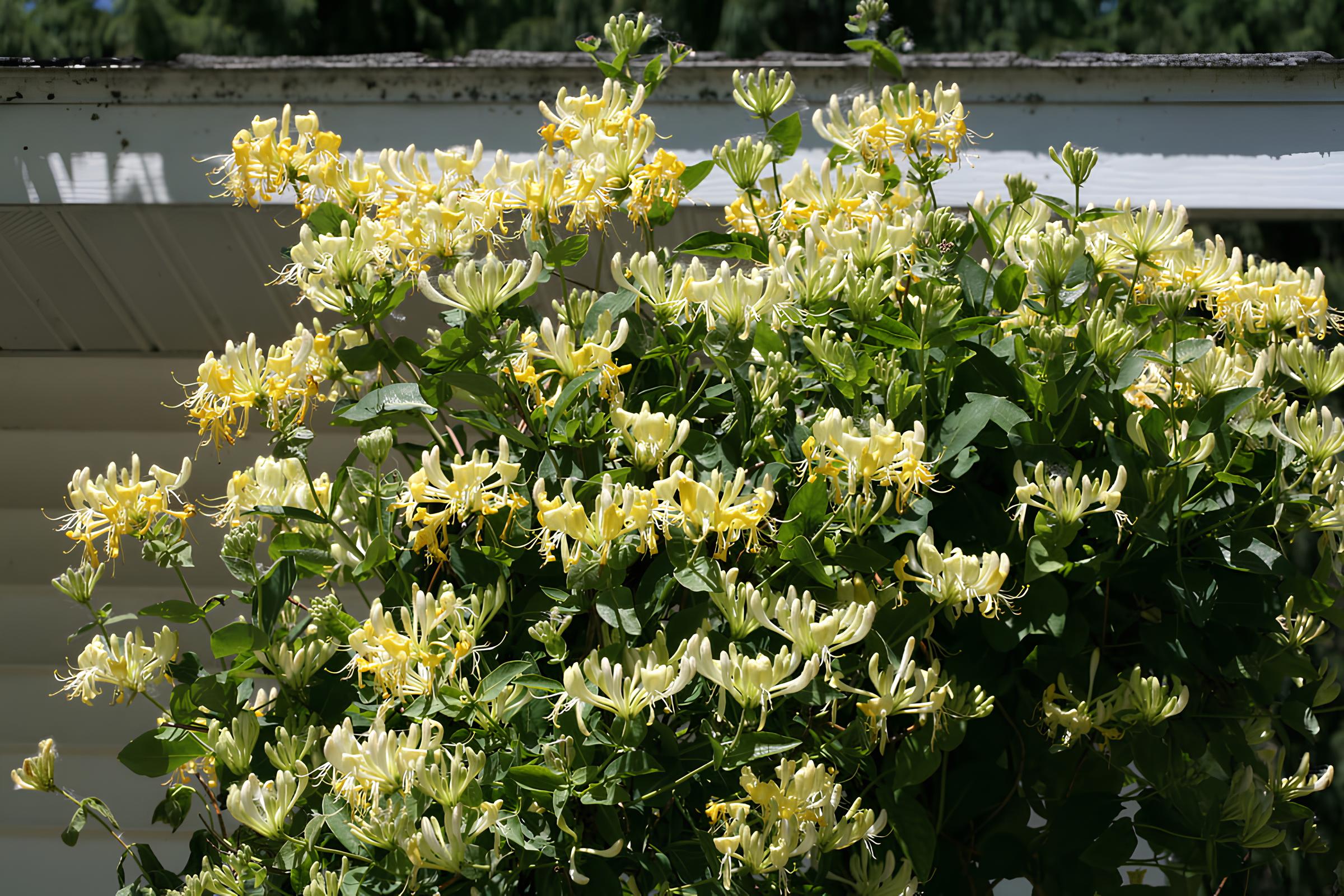 Nature Grove Shop -Nature Grove Shop Lonicera Scentsation IMG 9245 1200x800 5b2df79 2 1