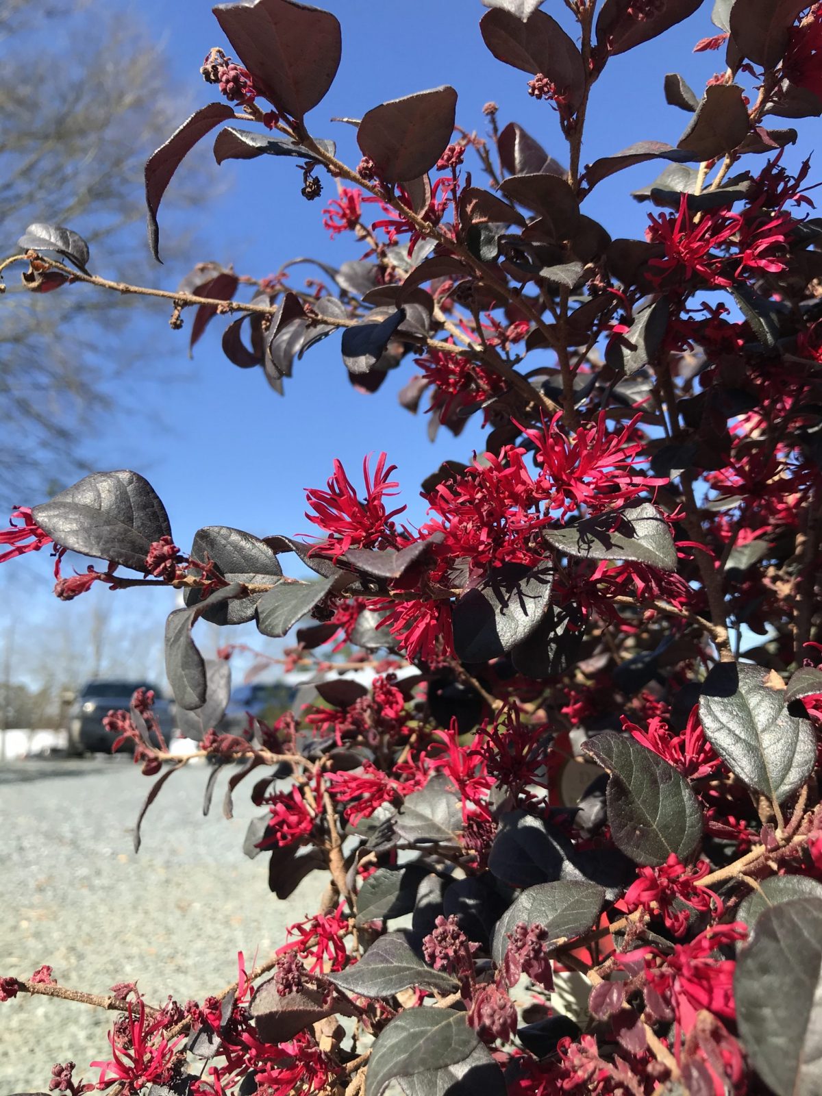 Nature Grove Shop -Nature Grove Shop Loropeetalum Ever red detail scaled 1