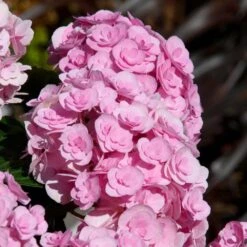 Love Hydrangea -Nature Grove Shop Love Hydrangea 2 FGT