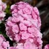 Love Hydrangea 2 Love Hydrangea -Nature Grove Shop Love Hydrangea FGT 600x600 be6fc21e 2089 4279 8614 a48bd6585a70