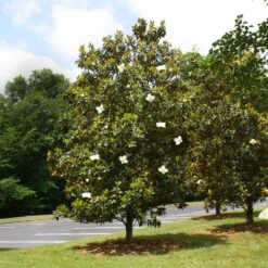 Little Gem Magnolia Tree -Nature Grove Shop Lttle Gem Magnolia 4