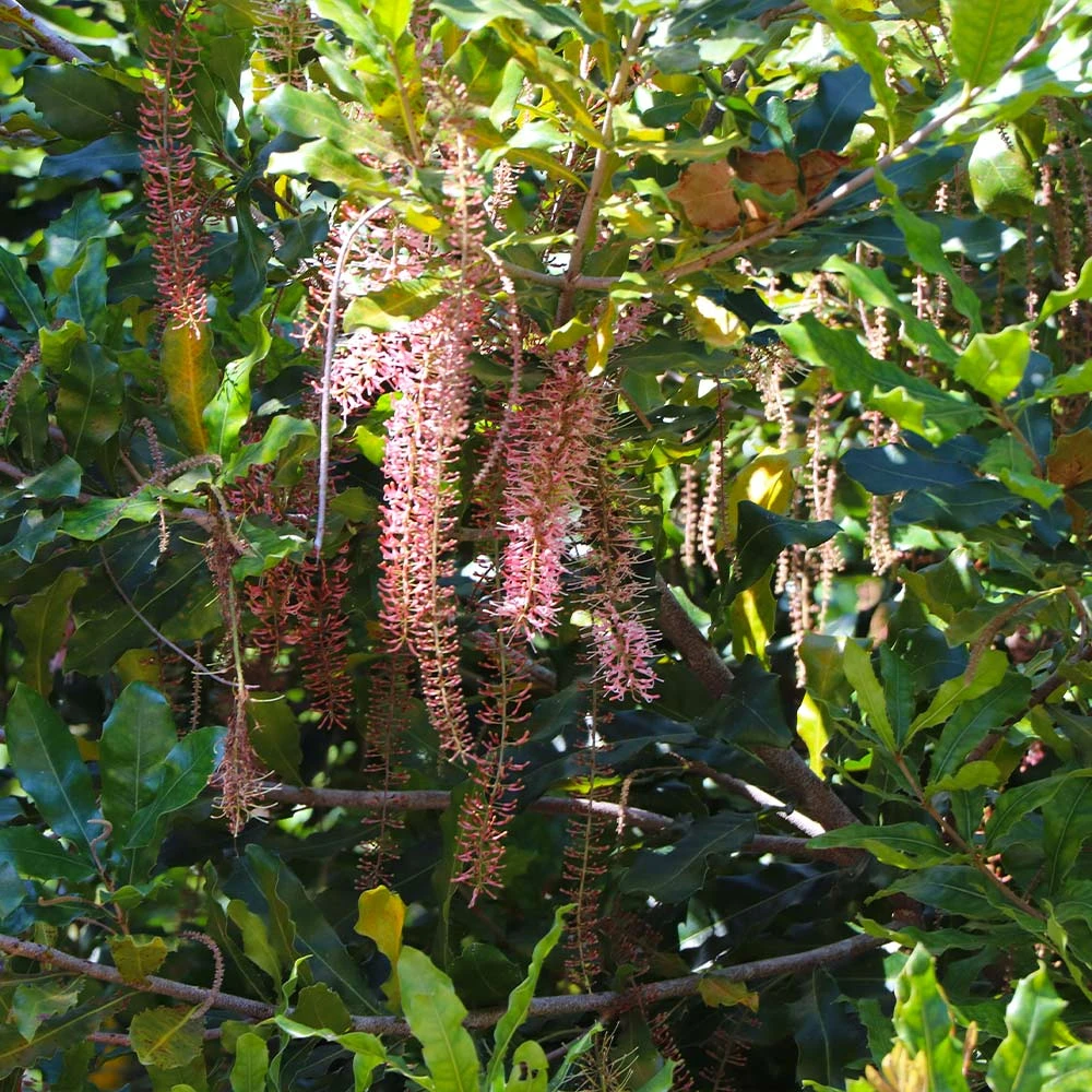 Macadamia Nut Tree 7 Macadamia Nut Tree - Image 5