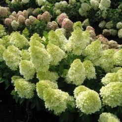 Magical® Candle Hydrangea Shrub 7 Magical® Candle Hydrangea Shrub -Nature Grove Shop Magical Candle 1