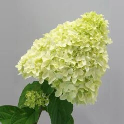 Magical® Candle Hydrangea Shrub 9 Magical® Candle Hydrangea Shrub -Nature Grove Shop Magical Candle 2
