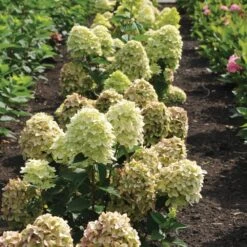 Magical® Candle Hydrangea Shrub 8 Magical® Candle Hydrangea Shrub -Nature Grove Shop Magical Candle 3
