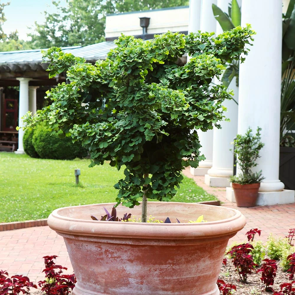 Ginkgo Biloba 'Mariken' Tree 6 Ginkgo Biloba 'Mariken' Tree - Image 4