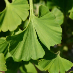 Ginkgo Biloba 'Mariken' Tree 13 Ginkgo Biloba 'Mariken' Tree -Nature Grove Shop Mairken Ginkgo 4 FGT