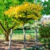 Ginkgo Biloba 'Mariken' Tree -Nature Grove Shop Mairken Ginkgo 6 FGT