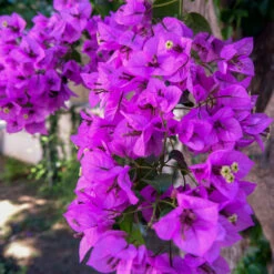 Majestic Purple Bougainvillea -Nature Grove Shop Majestic Purple Bougainvillea 4 FGT