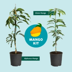 Alphonso Mango -Nature Grove Shop Mango Kit Graphic dc77f6db ee29 43d2 85de 9f3718171195