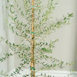 Manzanillo Olive Tree -Nature Grove Shop Manzanilla Olive Tree 2