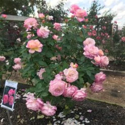 Marc Chagall™ Rose -Nature Grove Shop Marc Chagall