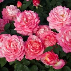 Marc Chagall™ Rose Tree 7 Marc Chagall™ Rose Tree -Nature Grove Shop Marc Chagall Standard 3