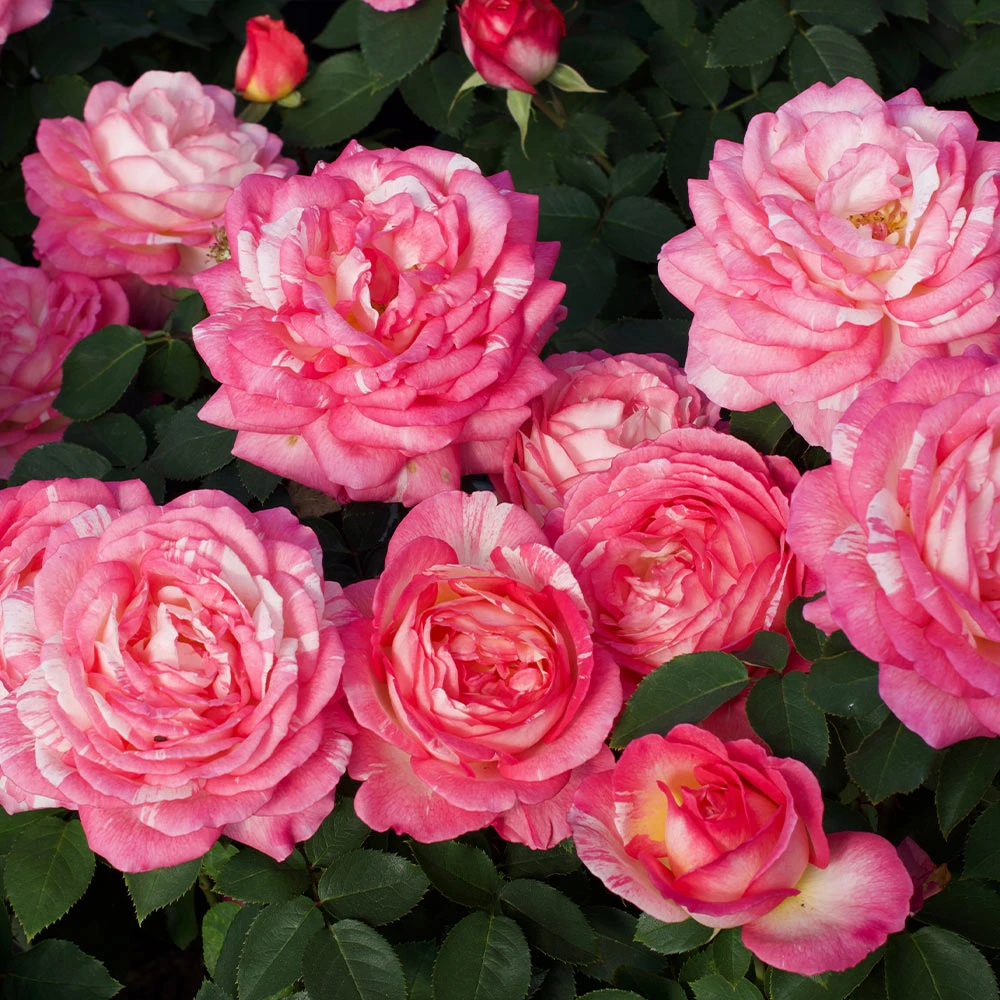 Marc Chagall™ Rose Tree 5 Marc Chagall™ Rose Tree - Image 3