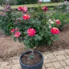 Maurice Utrillo™ Rose Tree -Nature Grove Shop Maurice Utrilo Rose Tree FGT 600x600 3dcdfaaa f481 4aac 9e0f 720dcfc84142