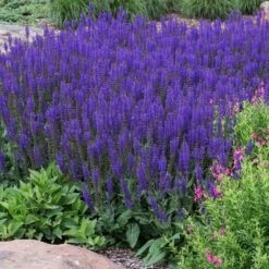 May Night Salvia -Nature Grove Shop May Night Salvia sage 2 FGT