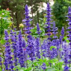 May Night Salvia -Nature Grove Shop May Night Salvia sage 4