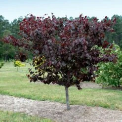 New Products -Nature Grove Shop Merlot Redbud 1