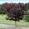 Merlot Redbud Tree 2 Merlot Redbud Tree -Nature Grove Shop Merlot Redbud 600x600 dcb12f0f 23be 4d18 856c 0208116d3a6e