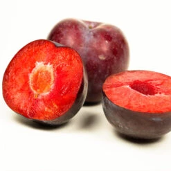 Methley Plum Tree -Nature Grove Shop Methley Plum 3 6230ed7a 5c4e 4b03 88d0 ad8f75f62363