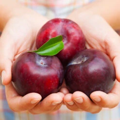 Methley Plum Tree -Nature Grove Shop Methley Plum 4 4ec34c93 142f 4450 8af1 feb06f93c049