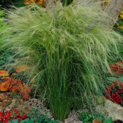 Mexican Feather Grass 10 Mexican Feather Grass -Nature Grove Shop Mexican Feather Grass 5