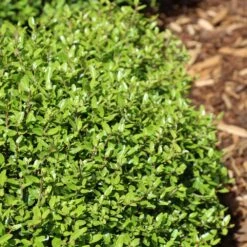 Micron® Holly Shrub -Nature Grove Shop Micron Holly 4 FGT