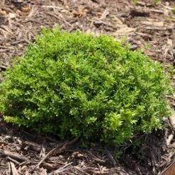 Micron® Holly Shrub -Nature Grove Shop Micron Holly 8 FGT